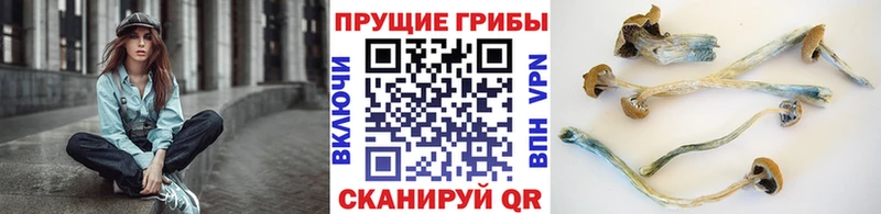 продажа наркотиков  Буинск  ОМГ ОМГ зеркало  Галлюциногенные грибы Magic Shrooms 